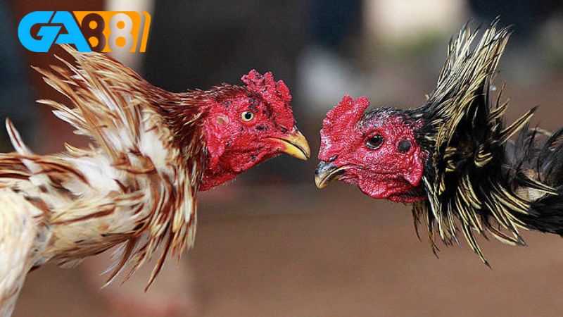 Các loại hình đá gà GA88 vô cùng phong phú