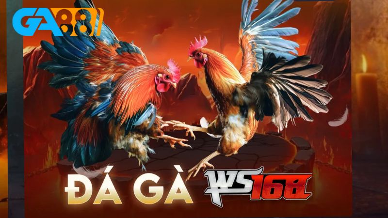 Tìm hiểu kinh nghiệm chơi đá gà GA88 hiệu quả